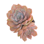 Echeveria Fiona, Double