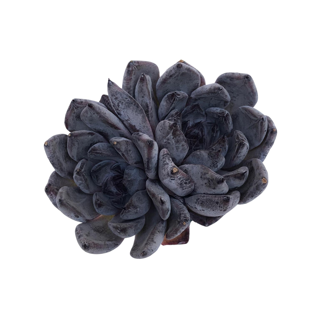 black pearl succulent Echeveria Black Pearl, Double – Cedar Creek Farmhouse