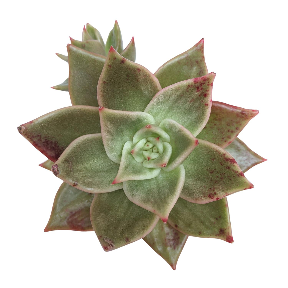 SALE! Echeveria Jade Star, Variegata