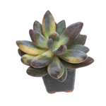 SALE! Pachyveria Oviferum cv. Shireiden