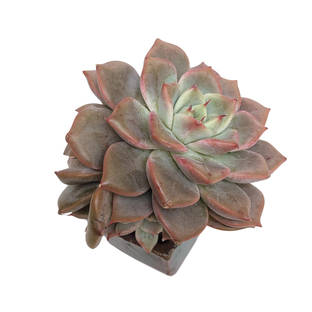 SALE! Echeveria Maestro