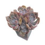 SALE! FURTHER REDUCED! Echeveria Fiona, Cluster