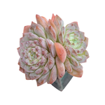 SALE! Echeveria Amazing Grace, Double