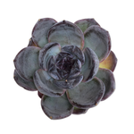 SALE! Echeveria Dark Opal