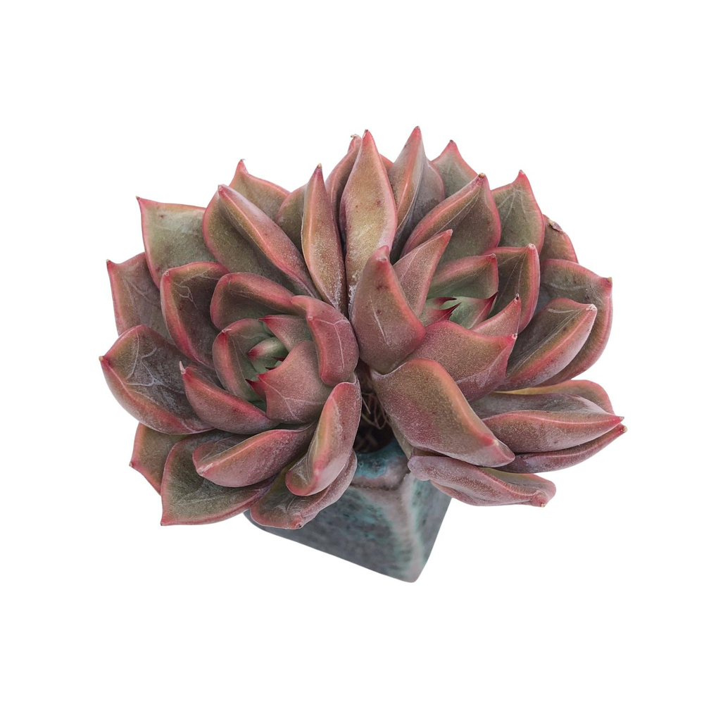 SALE! Echeveria Silonica