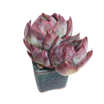 SALE! Echeveria Casio