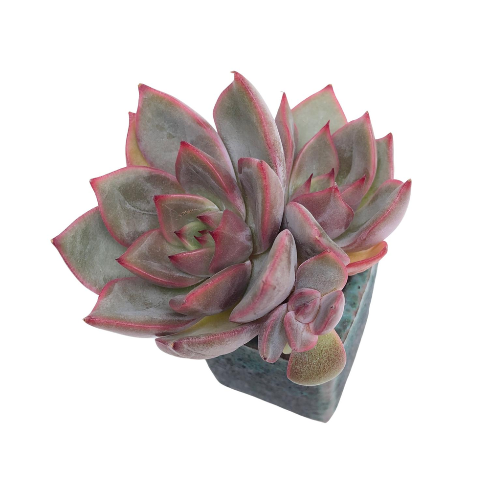 SALE! Echeveria Serenade