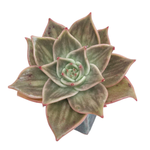 SALE! Echeveria Jade Star, Variegata