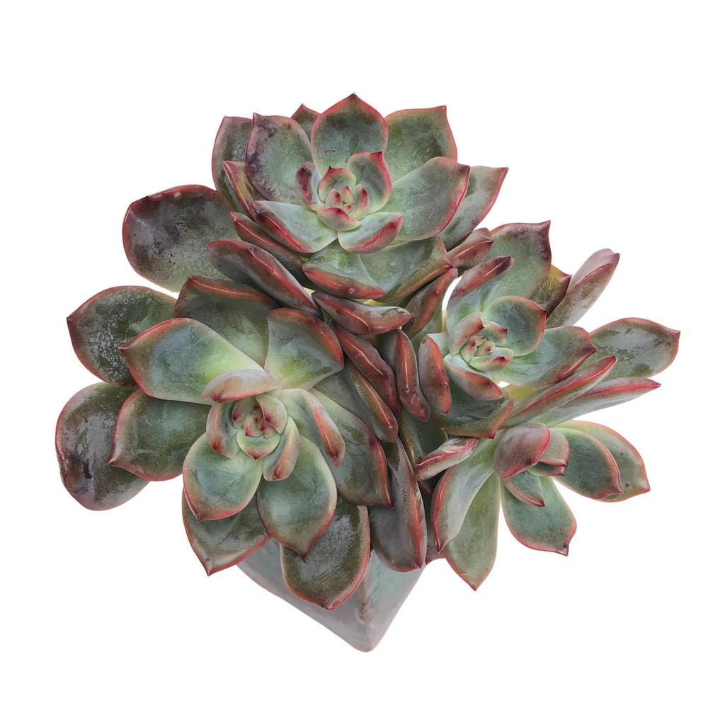 SALE! Echeveria Fanta, Cluster