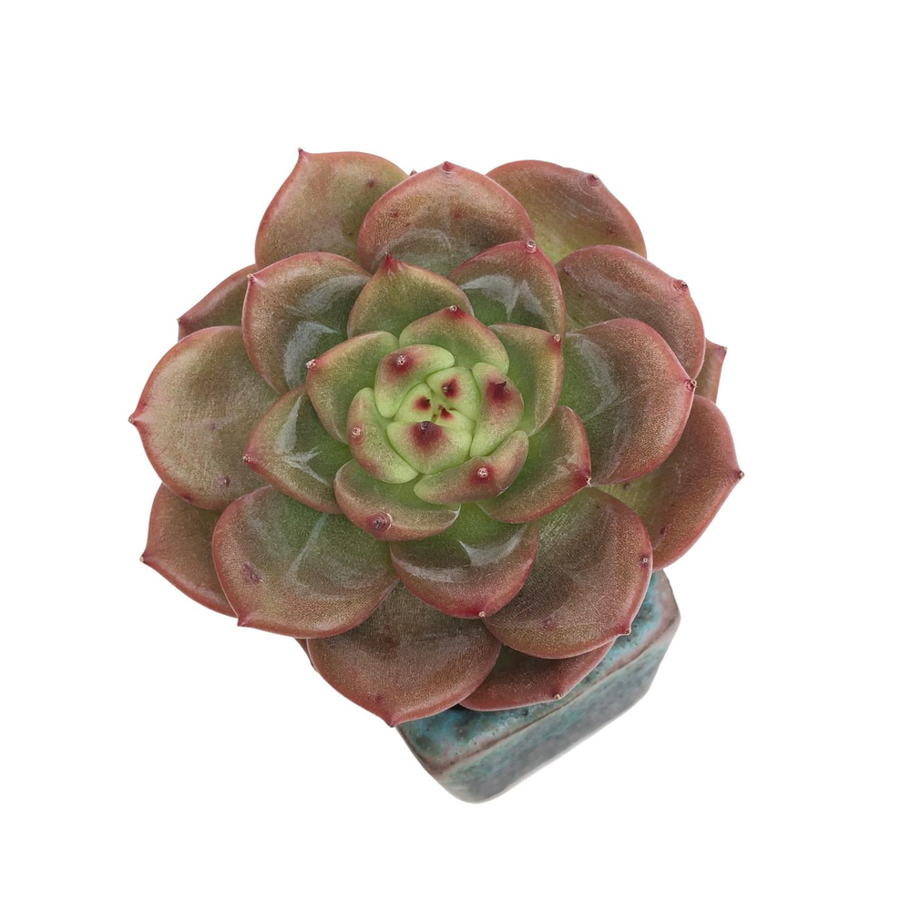 SALE! Echeveria Sp