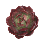 SALE! Echeveria Glam Pink