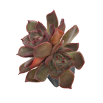 SALE! Echeveria Kisses