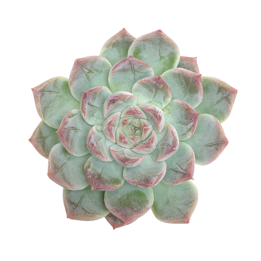 SALE! Echeveria Moon Fairy Hybrid