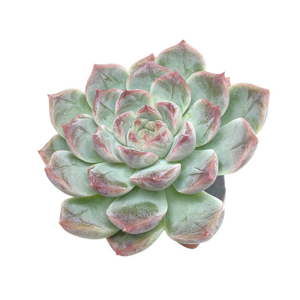 SALE! Echeveria Moon Fairy Hybrid