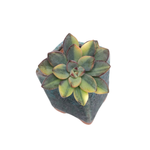 SALE! Echeveria Purple Dream, Variegata