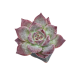 SALE! Echeveria Midnight