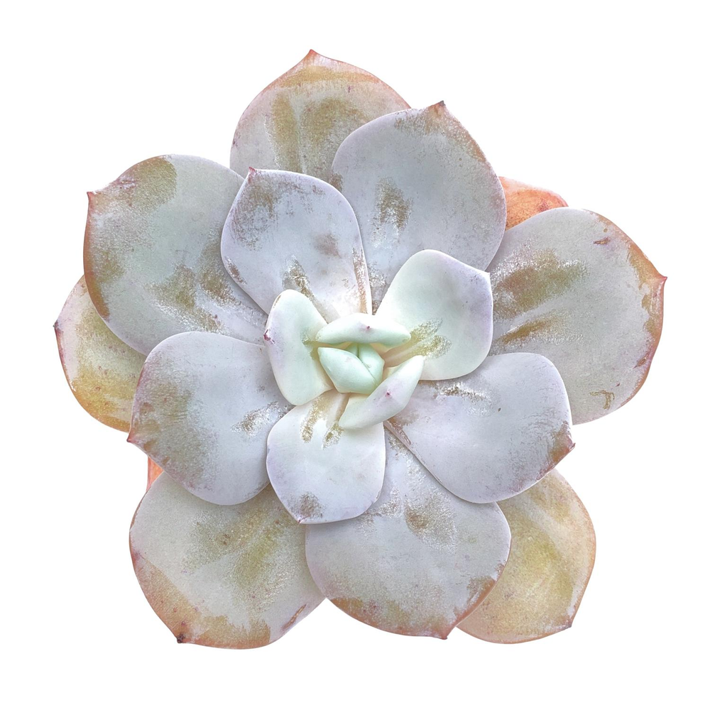 SALE! Echeveria Cream Tea