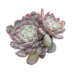 SALE! Echeveria Lapine