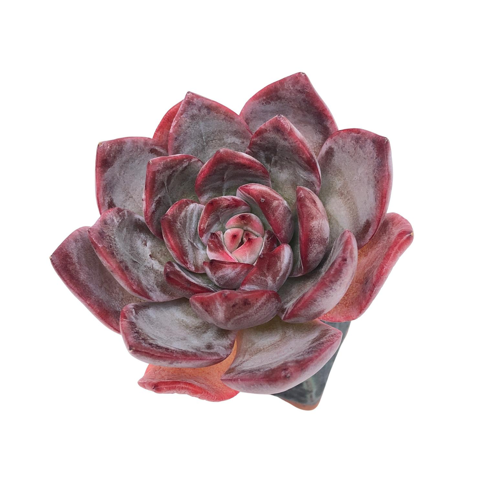 SALE! Echeveria Glam Pink Hybrid