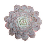 SALE! Echeveria Lapine