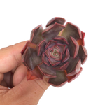 SPECIAL! JUST CART!! Echeveria Kisses