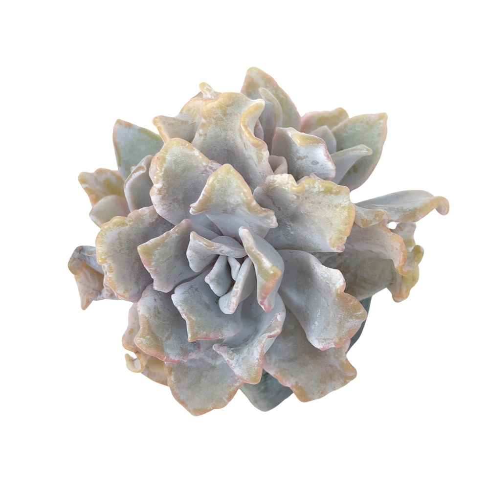 Echeveria Crispate Beauty, Triple