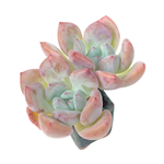 Echeveria Arteusa, Double