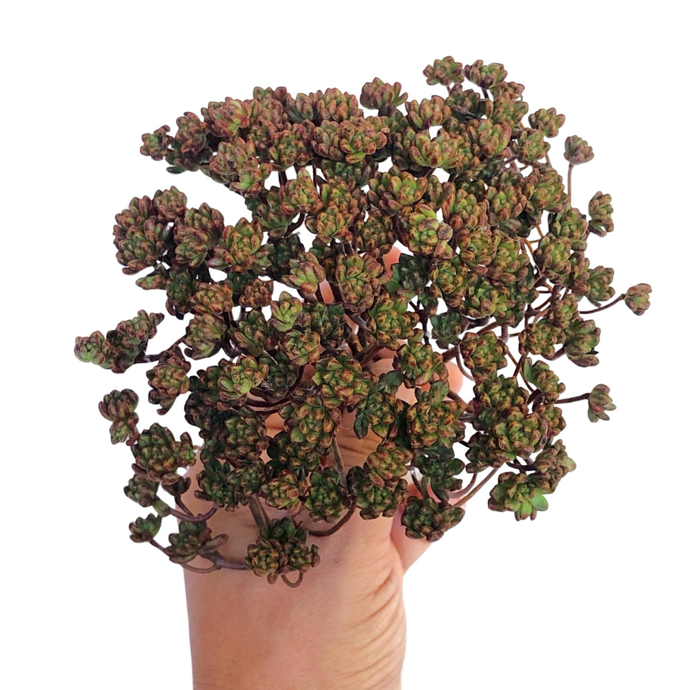 Aeonium Sedifolium, Large Branch