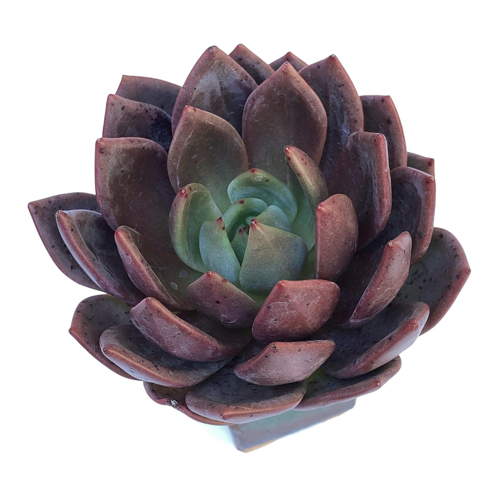 Echeveria Agavoides Hybrid, Large