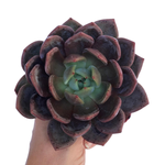 Echeveria Agavoides Hybrid, Large