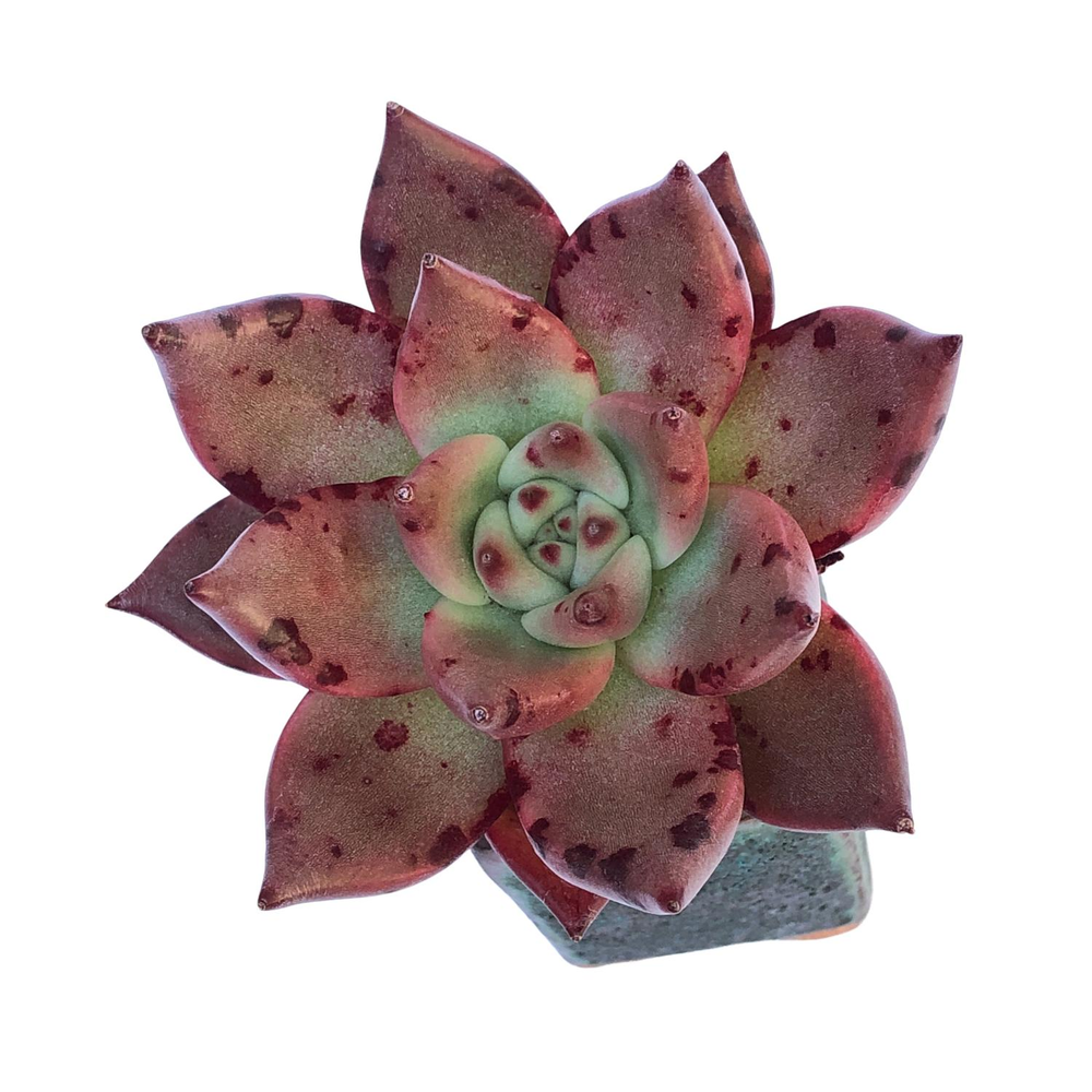 Echeveria Red Moon