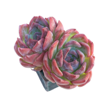 Echeveria Keralean, Double