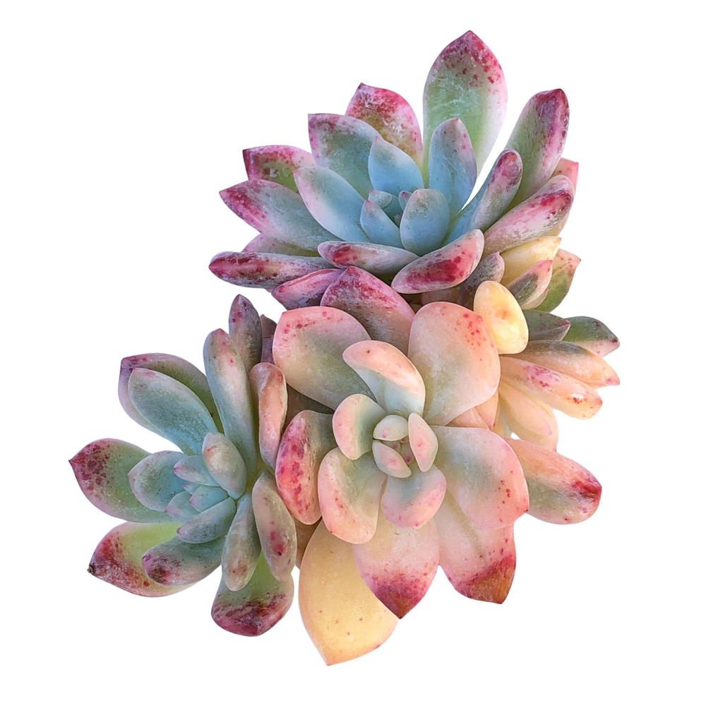 Echeveria Lindsayana Monroe, Variegata