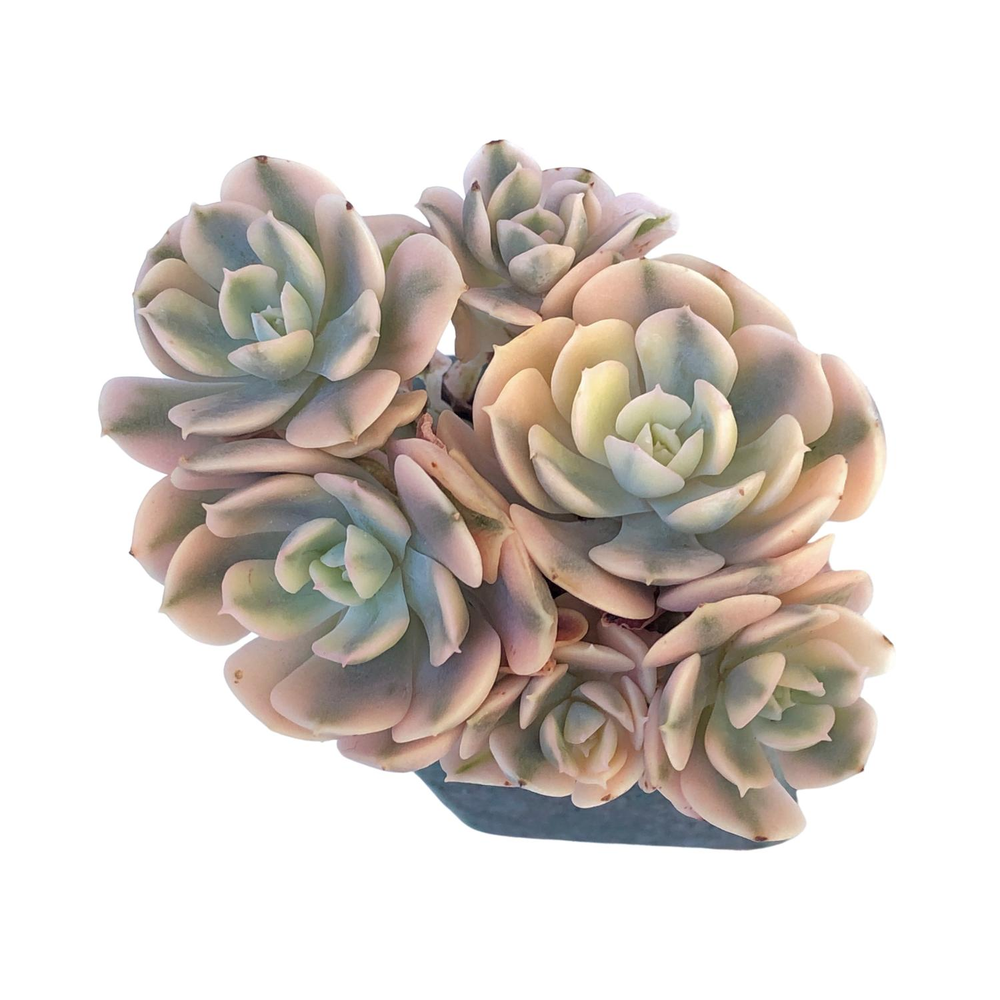 Echeveria Akaihosi, Variegated Cluster