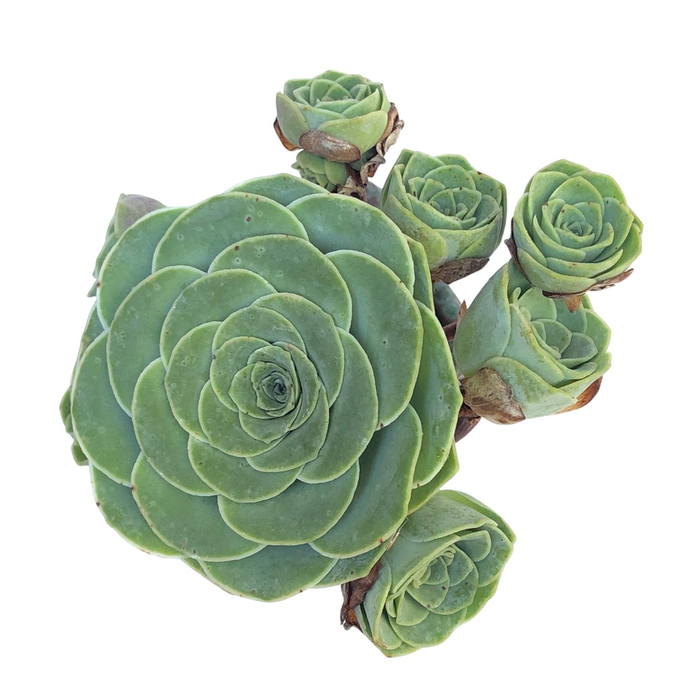 Aeonium Greenovia diplocycla var Gomera, Small Cluster