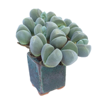 Gibbaeum Dispar, Cluster