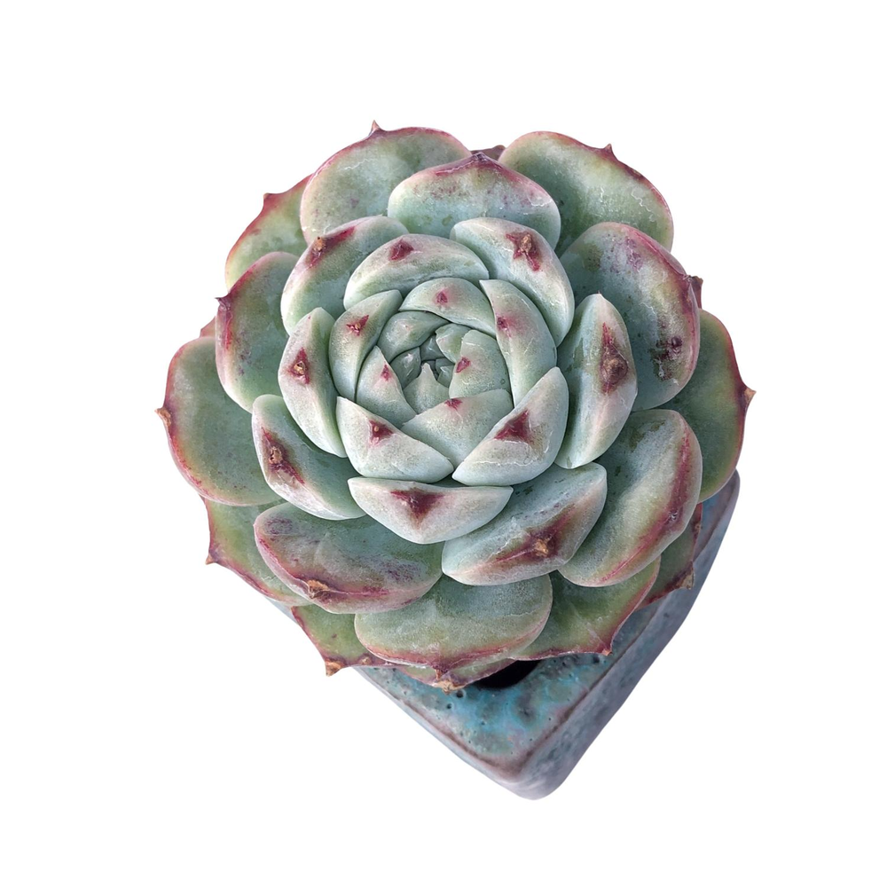 purple star succulent Echeveria Purple Star