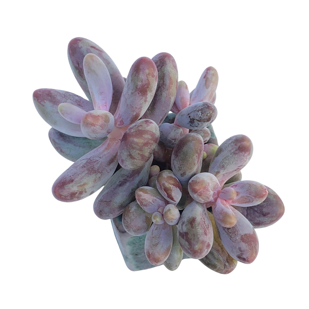 Pachyveria Ganzhou, Variegata