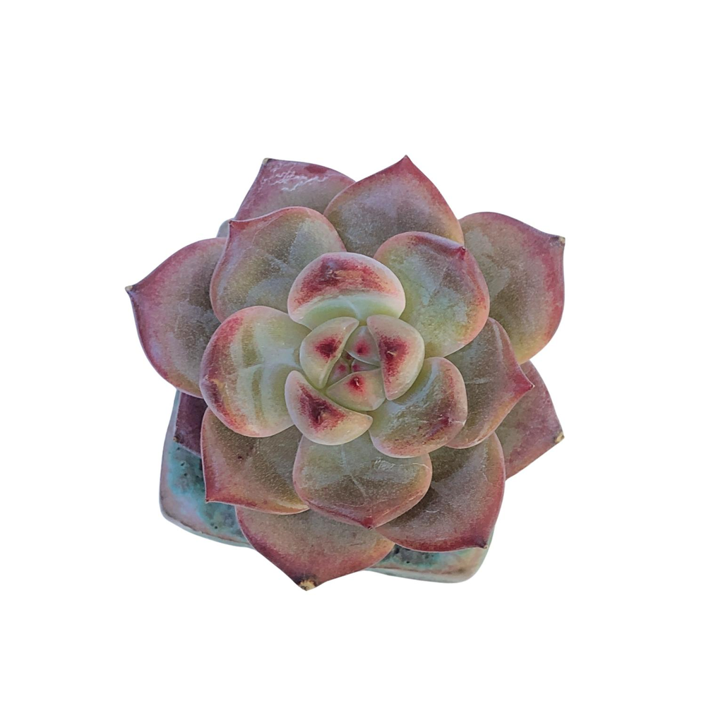 Echeveria Kurumi, New Hybrid