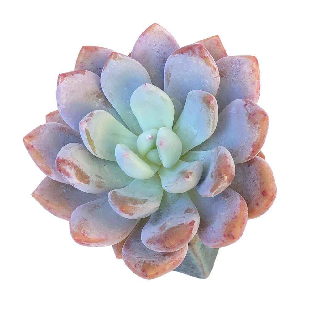 Graptoveria Opalina Hybrid