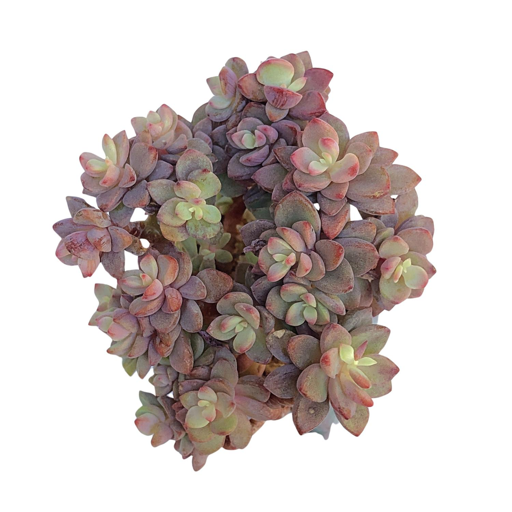 Echeveria cv Rezry