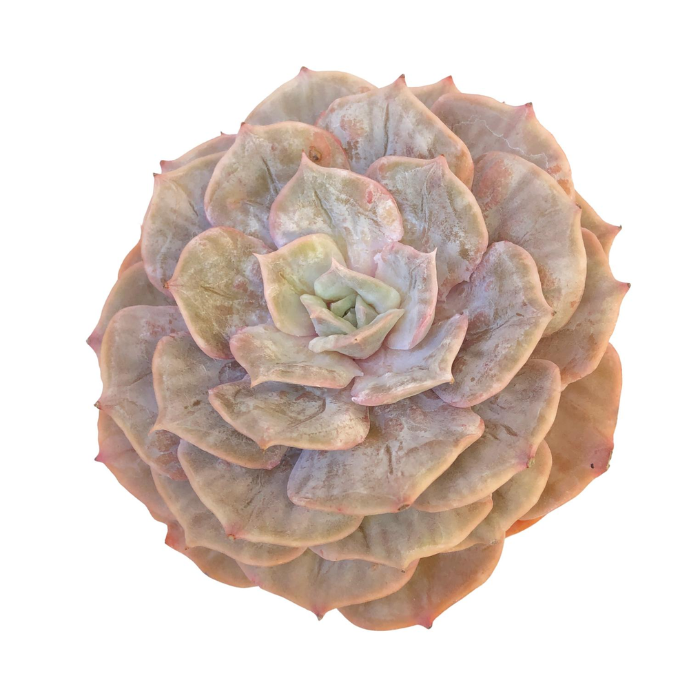 Echeveria Lilacina Marble