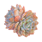 Echeveria Orange Monroe, Double