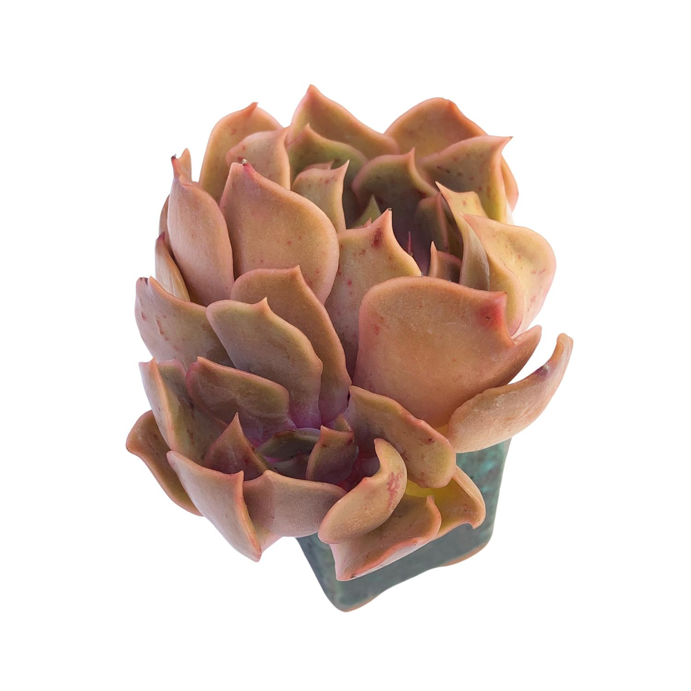 Echeveria Kisses, (Not Perfect)