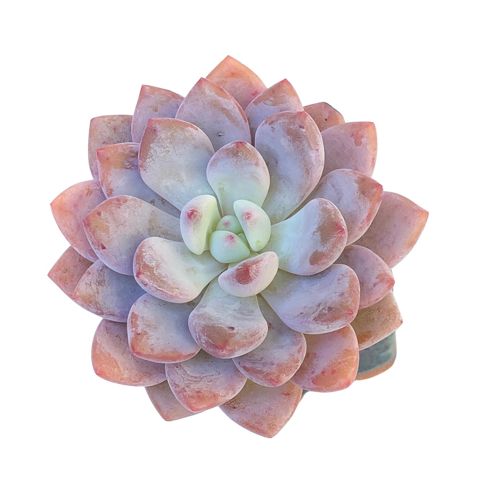 Graptoveria Opalina Hybrid