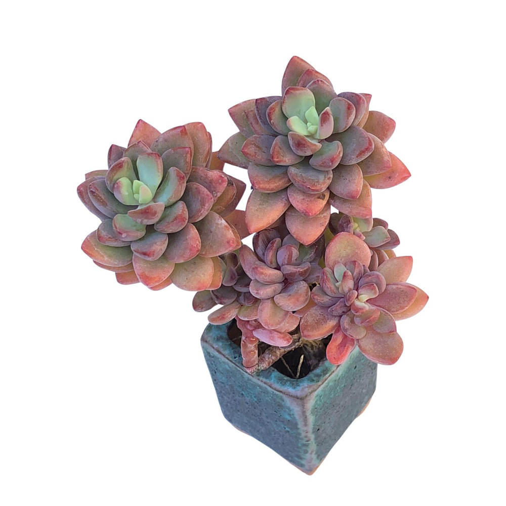 Echeveria cv Rezry