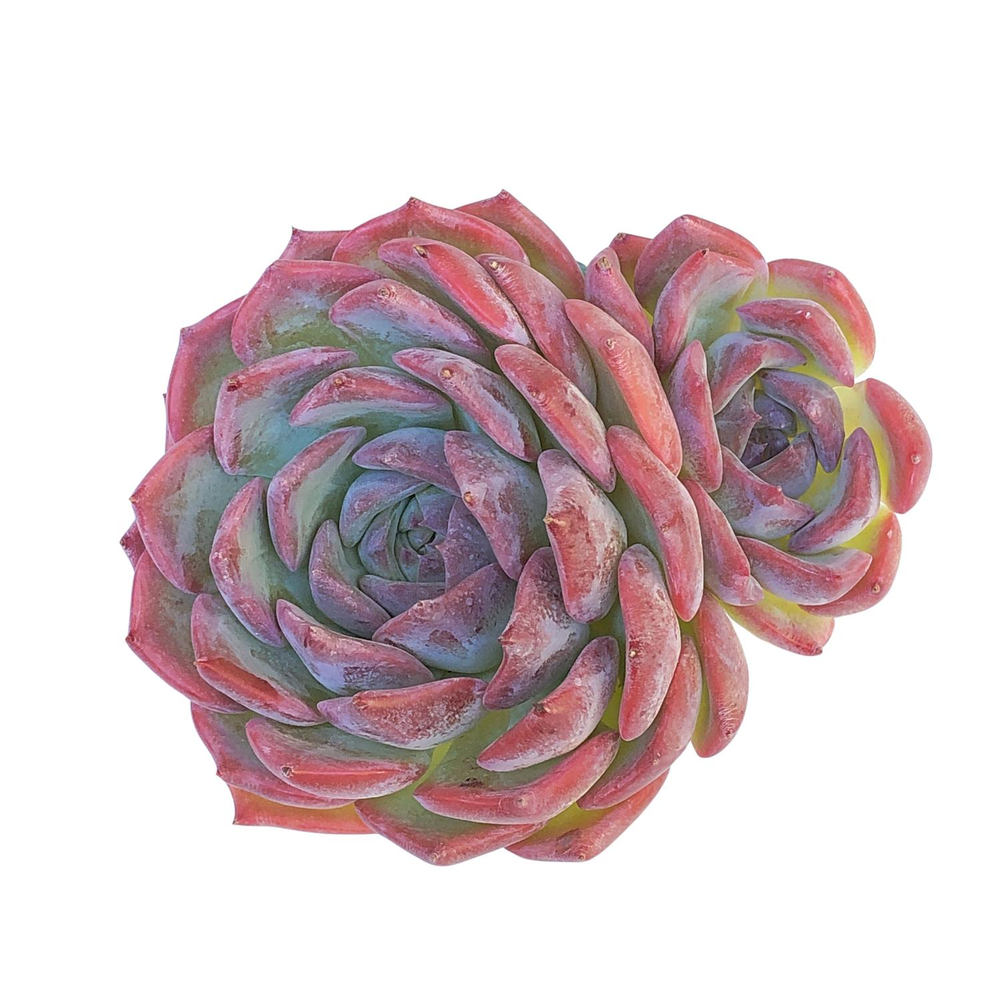 Echeveria Keralean, Double