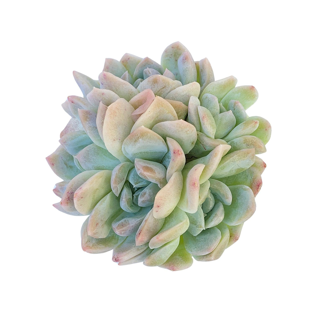 Echeveria Sp. Cluster