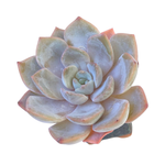 Echeveria Winter Flower