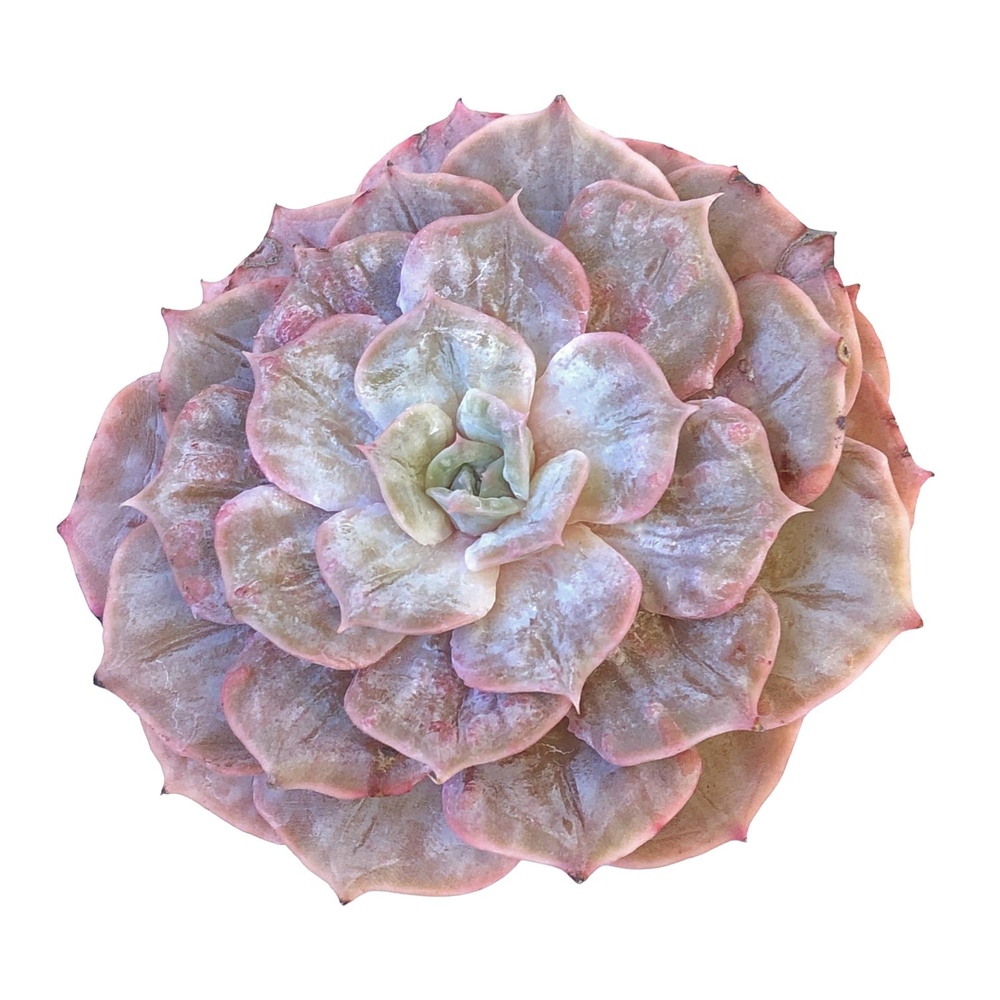 Echeveria Lilacina Marble